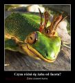 Czym różni się żaba od faceta...?