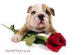 Walentynkową różyczkę przynoszę i o uśmiech proszę