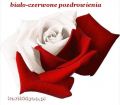 Biało-czerwona róża i pozdrowienia dla Ciebie!