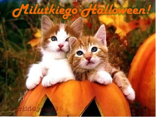 Milutkiego Halloween!